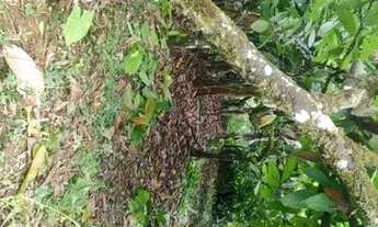 Imagem 4: Sítio de 1 hectares de terra ótimo pra fazer plantio