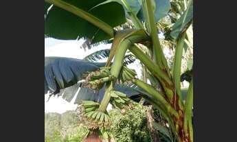 Imagem 3: Oportunidade abaixou 40 mil reais 199 mil com lago