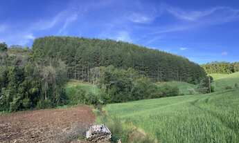 Imagem 5: Plantação de Pinus