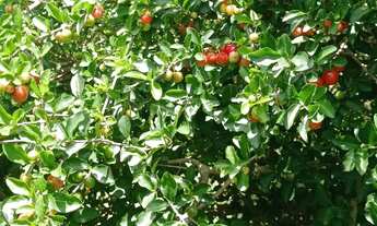 Imagem 7: Pequena chácara em morro alto quissamã medida 15x30