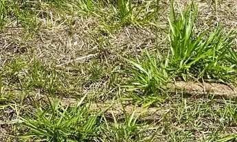 Imagem 3: Vendo 02 Terrenos em Caldas Novas Setor Itaparica