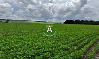 Imagem 6: Fazenda de 41,5 alq na soja