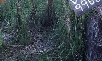 Imagem 3: Lote morro da cruz São Sebastião