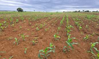 Imagem 2: LINDA CHÁCARA EM SOBRADINHO-DF