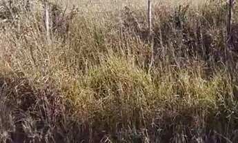 Imagem 3: TERRENO 2 HC AS MARGEM DA BR 262 EM JUATUBA