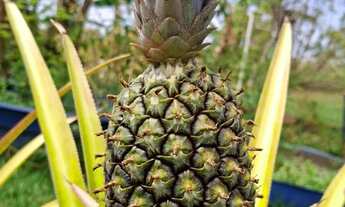 Imagem 4: Chácara à 950m do Rio Pichuá