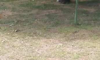 Imagem 7: Chacara paraiso apenas 147 mil reais