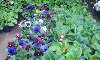 Imagem: ALUGUEL CASA CONDOMÍNIO VELHO CHICO