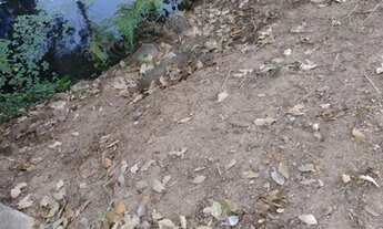 Imagem 7: Não perca! Apto. 2 q - B. Frei Leopoldo - R$ 150 mil financiado