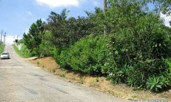 Imagem 2: AREA - LARANJA AZEDA - SP