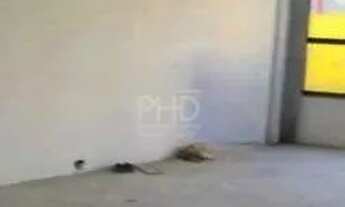 Imagem 7: Galpão comercial para aluguel em Nova Petrópolis, SBC 370 m², frente, 4 vagas