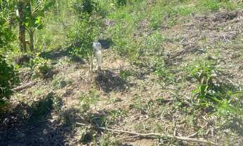 Imagem 4: Sítio a venda Chácara com venda por R$115.000