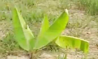 Imagem: Vendo ou troco terreno