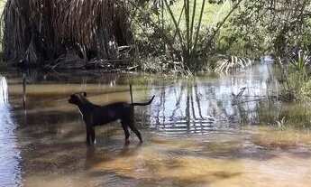 Imagem 5: Fazenda de Oportunidade ! Região de Jussara-Go ! 218.5 Alqueires !
