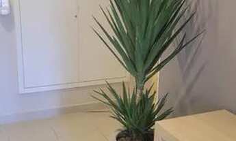 Imagem 6: Apartamento Para Alugar R$1000 2 Quartos Em Itaquera