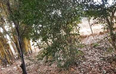 Imagem 4: Vendo ou Troco chácara aceito carro