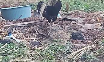 Imagem 6: Casa com picina Casa com 3 dormitórios