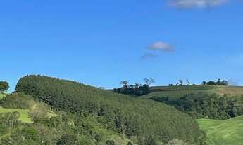 Imagem 6: Plantação de Pinus