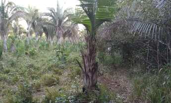 Imagem 4: Fazenda em Rui Barbosa (Baixão Grande) no município de Gonçalves Dias/MA