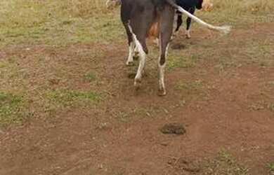 Imagem 5: Chacara em Planaltina DF