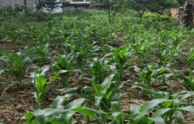 Imagem 2: Terreno à venda no Jardim Bandeirantes com 720m²