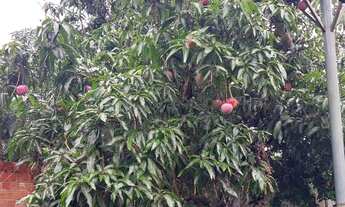 Imagem 4: Vende se mini chácara