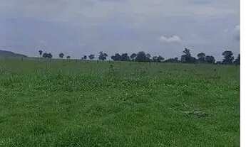 Imagem: Fazenda de 110 alqueres, no município de