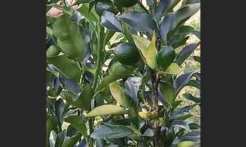 Imagem 4: Oportunidade abaixou 40 mil reais 199 mil com lago