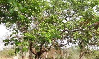 Imagem 2: Venda Casa com 5 dormitórios