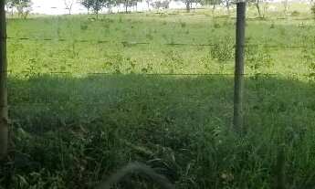 Imagem 5: Terreno rural 15.000m2, Comunidade ponte Ferro