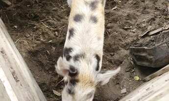 Imagem 5: Sítio Casa com 1 dormitório