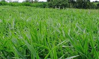 Imagem 6: FAZENDA TODA PRONTA UMA EXCLUSIVIDADE