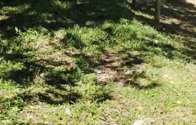 Imagem 13: TERRENO PARA CHACARA 3.000m2 10 minutos da Régis Bittencourt