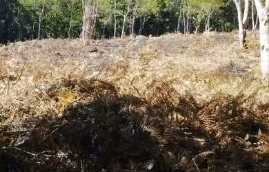 Imagem 9: TERRENO PARA CHACARA 3.000m2 10 minutos da Régis Bittencourt