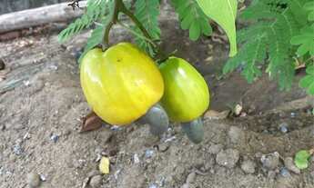 Imagem 4: Vendo casa no parque soledade