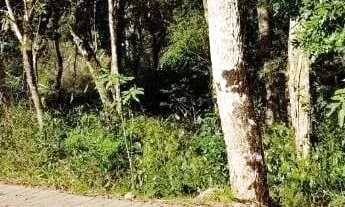 Imagem 4: Terreno para Venda em Nova Petrópolis, Linha Imperial