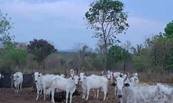 Imagem: FAZENDA 75 ALQUEIRES EM COLINAS/GO