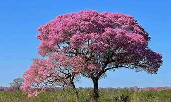 Imagem 3: ANO TODO PASTO VERDE