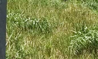 Imagem 3: Excelente lote murado totalmente lega a venda possui 450 metros quadrados em Vilatur- Saqu