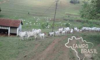 Imagem 4: Fazenda de 98 alqueires no Sul de Minas!