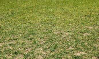 Imagem 6: Fazenda à Venda em Jeremoabo - BA | 108 Hectares | Pasto