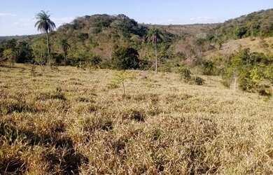 Imagem: Terreno 29ha, terra boa e quase todo formado