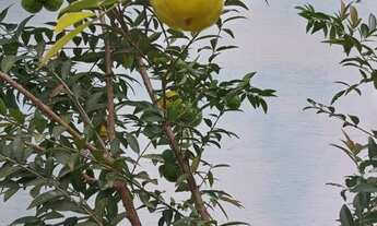 Imagem 4: Vende se ou troca sítio em Juquitiba