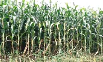 Imagem 7: 2 hectares (20.000m²) Terreno em Corumbá de Goiás