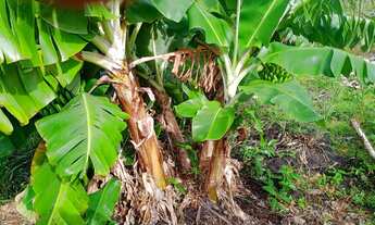 Imagem 4: Terreno no Angelin , PV santo amaro . 20×45