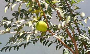 Imagem 5: Vende se ou troca sítio em Juquitiba