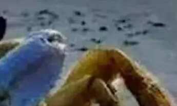 Imagem 3: Lote à venda em rua pública, RIBULEIRINHA, Estância, SE