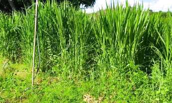 Imagem 7: Chácara próximo a montes claros