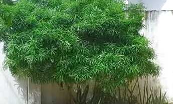 Imagem 4: CASA RESIDENCIAL -LOTEAMENTO PORTAL DE TAMANDARÉ