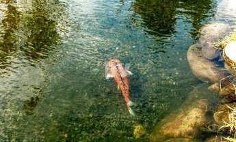 Imagem 6: Terreno condomínio Fechado em Jurerê Internacional - Florianópolis - SC